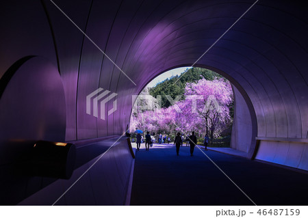 桜トンネル 46487159