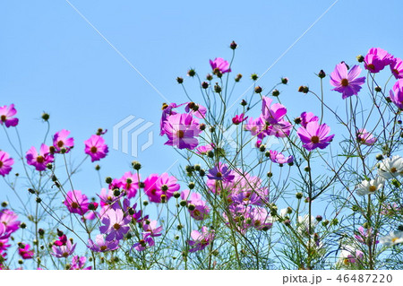 コスモス(新潟県) コスモス(新潟県) 46487220
