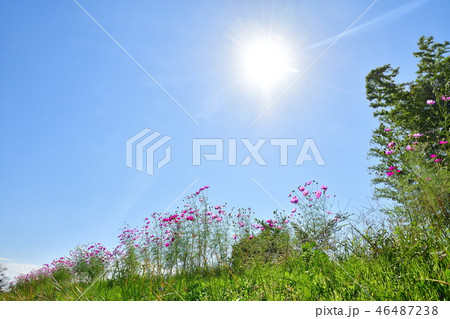 コスモス(新潟県) コスモス(新潟県) 46487238