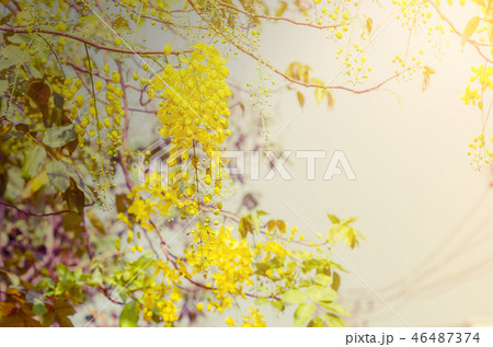 Golden Shower Tree, Cassia fistula 46487374