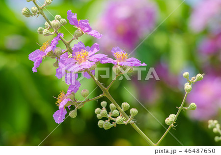 Cananga Flowers blooming 46487650