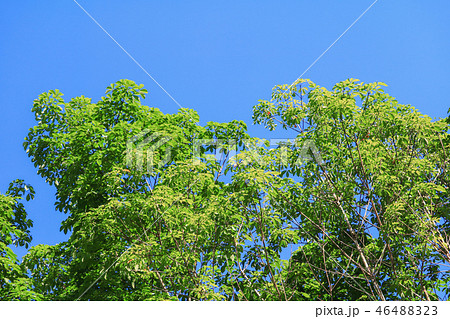branch leaf of rubber tree beautiful in forest  46488323
