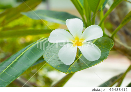 Plumeria flower white - yellow on tree Plumeria flower white - yellow on tree 46488412