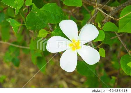 Plumeria flower white - yellow on tree Plumeria flower white - yellow on tree 46488413