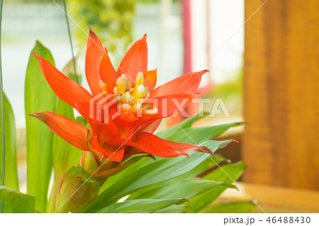 Bromeliads flower red beautiful natural  46488430