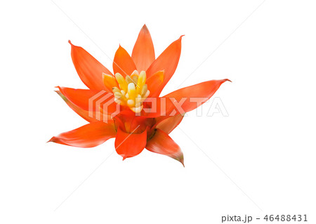 Bromeliads flower red on isolated white  46488431