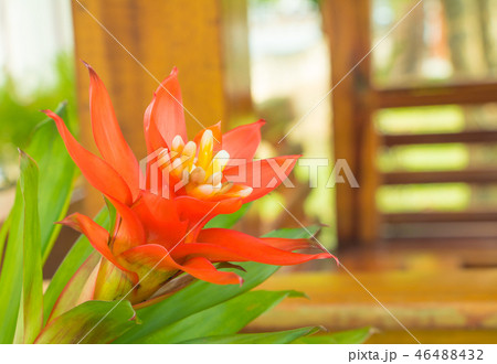 Bromeliads flower red beautiful natural in garden  46488432