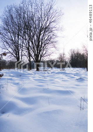 Beautiful winter forest with a trees covered with a white snow. Beautiful winter forest with a trees covered with a white snow. 46489113