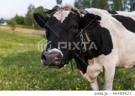 Black and white cow on a summer pasture. Black and white cow on a summer pasture. 46489427