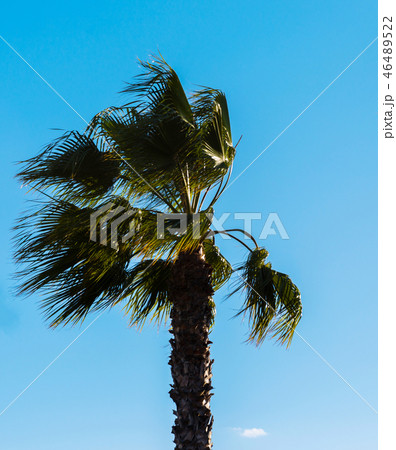 beautiful spreading palm tree, exotic plants  46489522