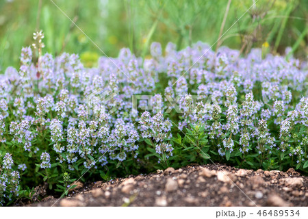 Thymus vulgaris known as Common Thyme,Garden thyme 46489534