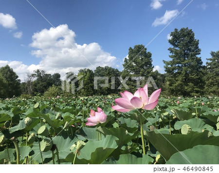 アメリカ植物園 ハスの花 蓮 アメリカ植物園 ハスの花 蓮 46490845