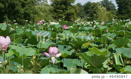 アメリカ植物園 ハスの花　蓮 46490847