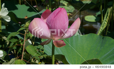 アメリカ植物園 ハスの花 蓮 アメリカ植物園 ハスの花 蓮 46490848
