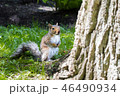 Western squirrel on the ground staring at the tree 46490934