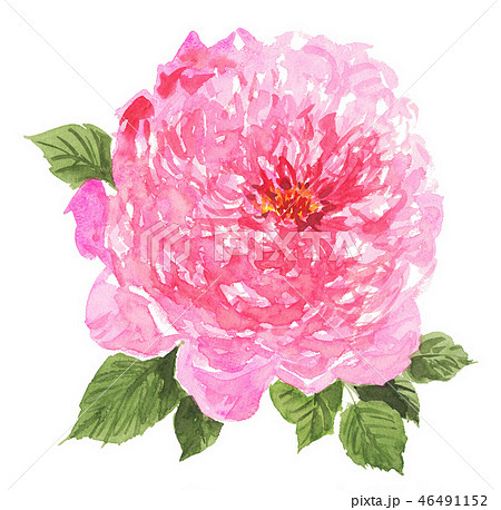 Rose1812pix7のイラスト素材