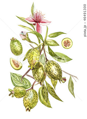 Watercolor illustration feijoa plant. Hand drawn watercolor painting on white background. Watercolor Watercolor illustration feijoa plant. Hand drawn watercolor painting on white background. Watercolor 46491300