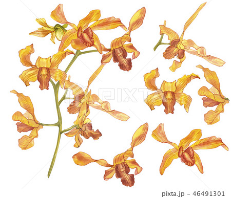 Watercolor orchid branch, hand drawn floral illustration isolated on a white background. Flora Watercolor orchid branch, hand drawn floral illustration isolated on a white background. Flora 46491301