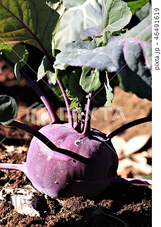 コールラビ 46491619