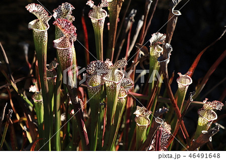食虫植物（サラセニア・レイコティラ） 46491648