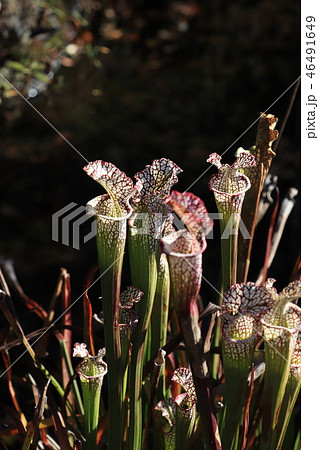 食虫植物（サラセニア・レイコティラ） 46491649