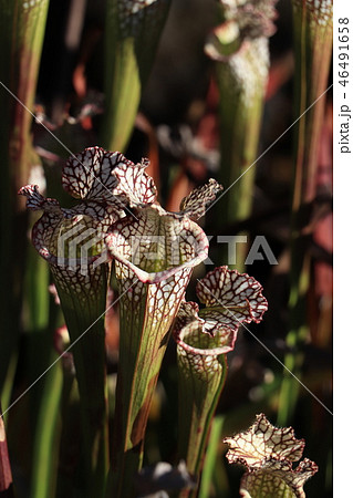 食虫植物（サラセニア・レイコティラ） 46491658