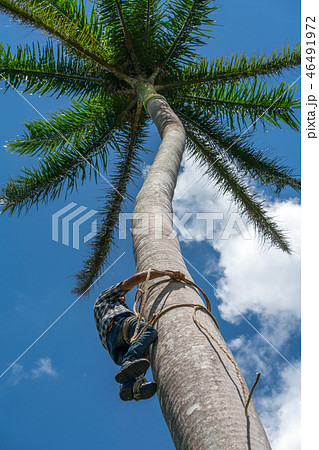 Adult male climbs coconut tree to get coco nuts 46491972