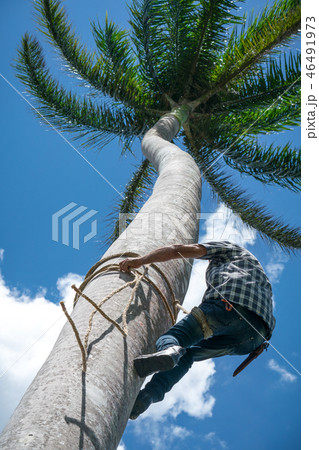 Adult male climbs coconut tree to get coco nuts 46491973