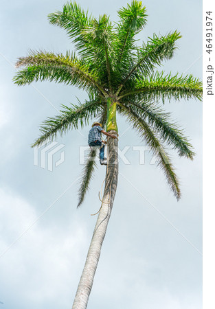 Adult male climbs coconut tree to get coco nuts Adult male climbs coconut tree to get coco nuts 46491974