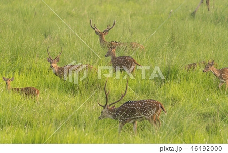 Sika or spotted deers herd in the elephant grass 46492000