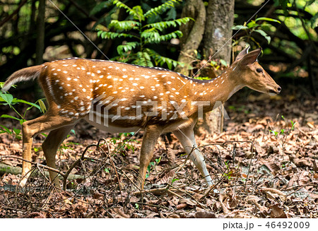 spotted or sika deer in the jungle 46492009