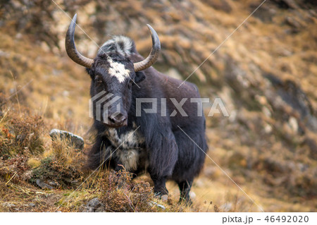 Yak or nak pasture on grass hills in Himalayas 46492020