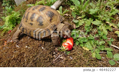 春の伊豆の庭でイチゴを食べるリクガメ 46492227
