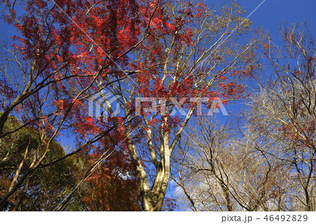 鎌倉紅葉谷、2018年獅子舞の谷 46492829