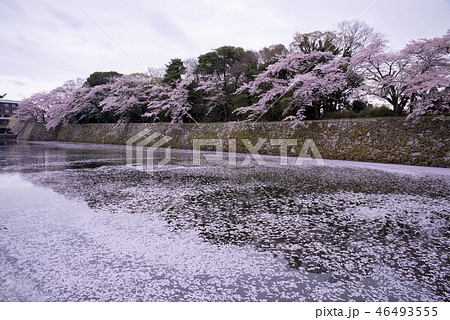 桜 さくら サクラ 46493555
