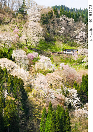 春の信州・小川村 春の信州・小川村 46493572