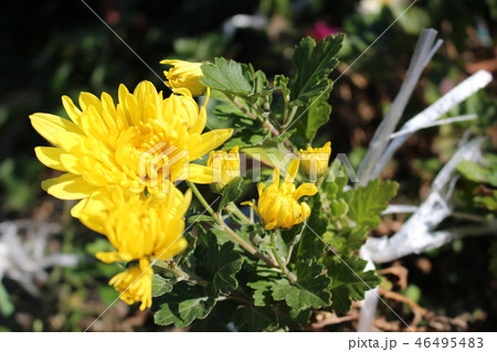 黄の秋 菊 黄の秋 菊 46495483