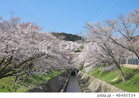 桜花爛漫の琵琶湖疎水 桜花爛漫の琵琶湖疎水 46495534