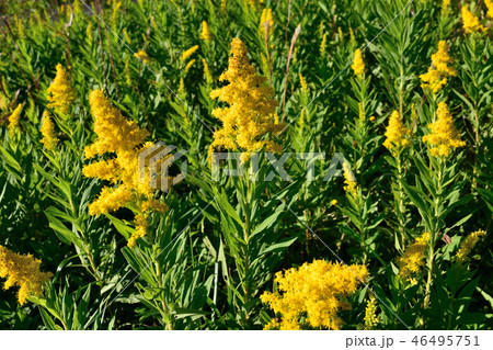 色鮮やかなセイタカアワダチソウ 46495751