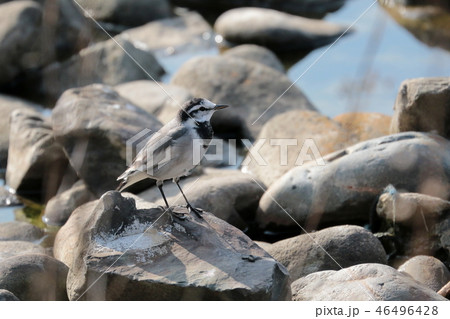 ハクセキレイ  46496428