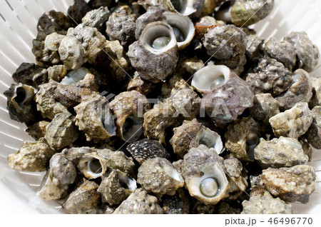 チンボーラー(カンギクガイ) チンボーラー(カンギクガイ) 46496770