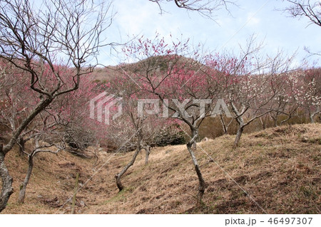 湯河原梅林の梅 46497307