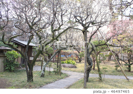 高砂緑地 46497465