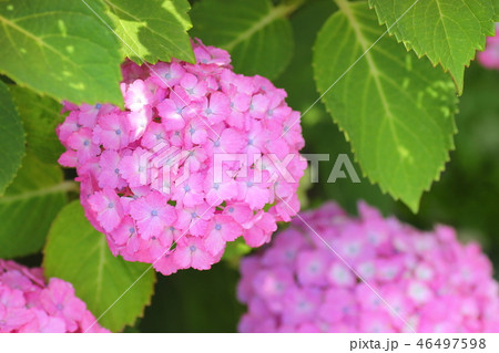 紫陽花 紫陽花 46497598