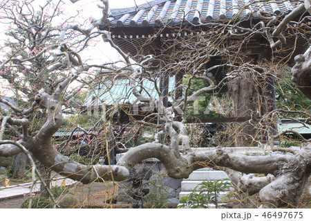 本蓮寺 本蓮寺 46497675