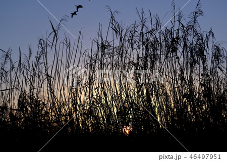朝焼けの葦と鴨 46497951