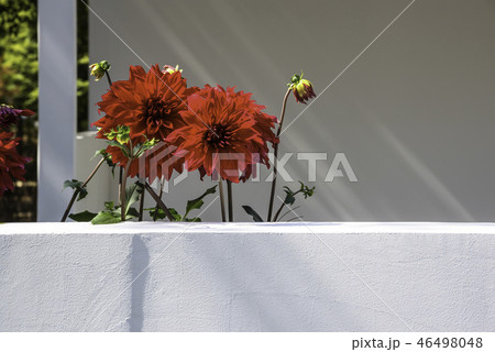 花 フェンス 塀 46498048