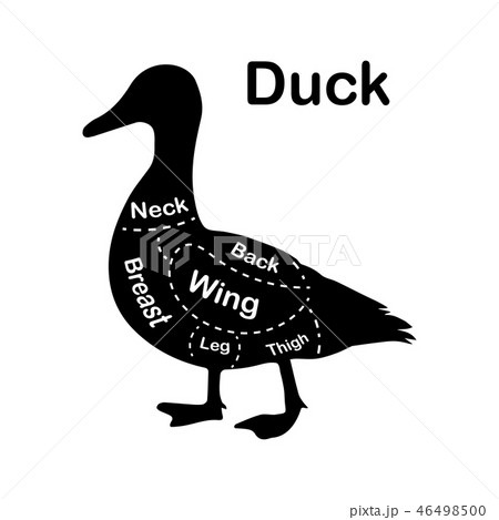Meat cuts - duck. Diagrams for butcher shop. Scheme of duck. Animal silhouette duck. Guide for 46498500