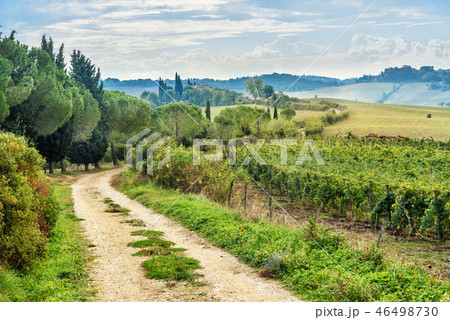 Landscapein Chianti region. Tuscany. Italy 46498730
