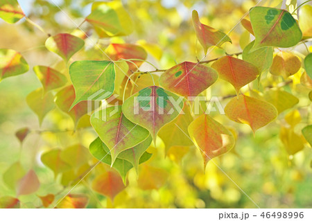 紅葉したナンキンハゼの葉の写真素材